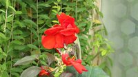 Canna red dazzler - afbeelding 2