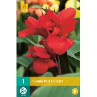 Canna red dazzler - afbeelding 1