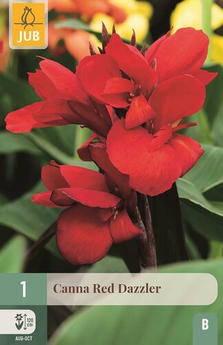 Canna red dazzler - afbeelding 1