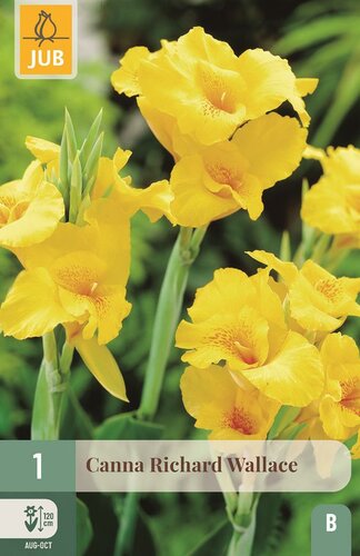 Canna Richard Wallace - afbeelding 1