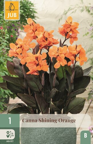 Canna shining orange