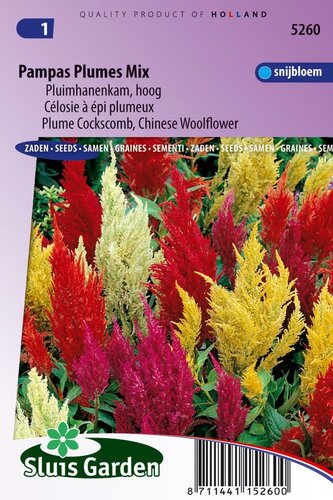 Celosia Argentea Plumosa zaden Pampus Hanekam