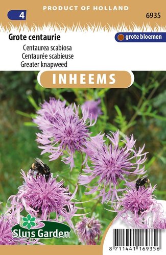 Inheemse Centaurea scabiosa Grote Centaurie zaden