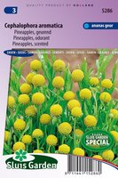 Cephalophora Aromatica zaden Pineapples