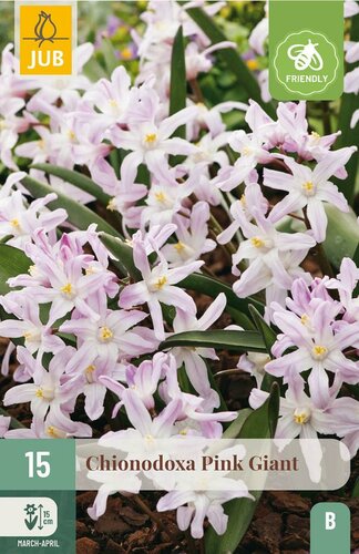 Chionodoxa bollen pink giant 15 bollen - afbeelding 3