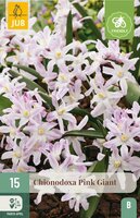 Chionodoxa bollen pink giant 15 bollen - afbeelding 3