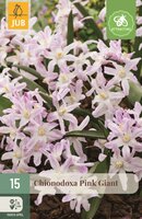 Chionodoxa bollen pink giant 15 bollen