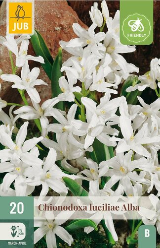 Chionodoxa luciliae alba 20 bollen - afbeelding 2
