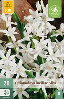 Chionodoxa luciliae alba 20 bollen - afbeelding 2