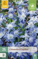 Chionodoxa luciliae gigantea 25 bollen - afbeelding 4