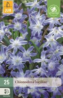 Chionodoxa luciliae gigantea 25 bollen