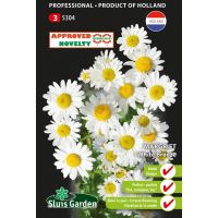 Chrysanthemum leucanthemum White Breeze