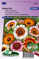 Chrysanthemum zaden Rainbow mix Margriet