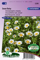 Chrysanthemum zaden Snow Daisy Margriet