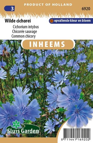Inheemse Cichorium intybus Wilde Cichorei zaden