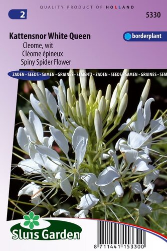 Cleome Spinosa zaden White Queen Kattensnor