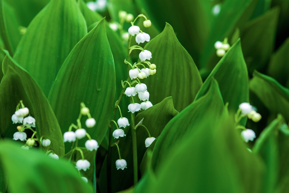Convallaria Majalis Lelie Van Dalen Bloembollen Kopen Goedkoop Convallaria Majalis Lelie Van Dalen Bloembollen Kopen Goedkoop