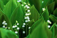 CONVALLARIA MAJALIS LELIE VAN DALEN