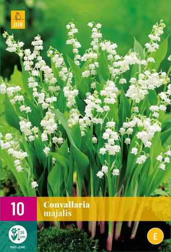 Convallaria majalis Lelie van Dalen - afbeelding 1