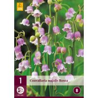 Convallaria majalis rosea