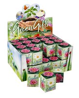 Cosmos mix greengift showdoos