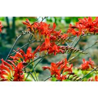 Crocosmia Lucifer - afbeelding 2