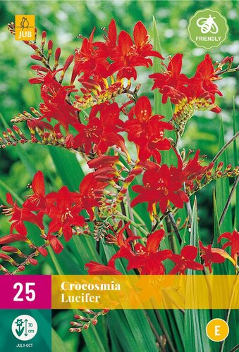 Crocosmia lucifer 25 bollen - afbeelding 1