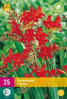 Crocosmia lucifer 25 bollen - afbeelding 1