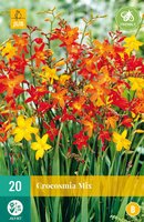 Crocosmia mix