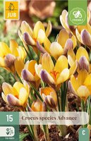 Crocus Advance 15 bollen - afbeelding 3