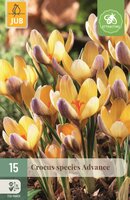 CROCUS ADVANCE