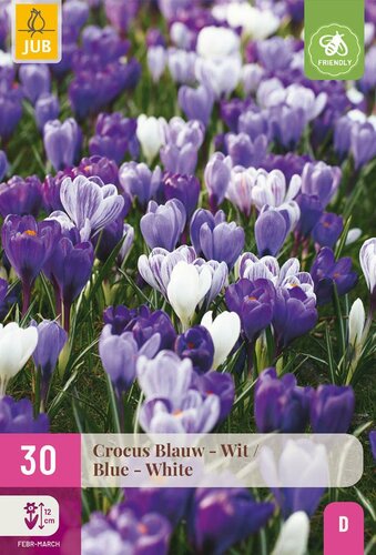 Crocus blauw & wit 30 bollen - afbeelding 2