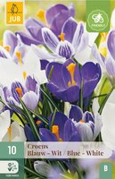 Crocus blauw / wit mix 10 bollen - afbeelding 2