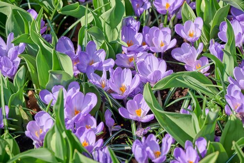 Crocus blue ocean 10 bollen - afbeelding 2