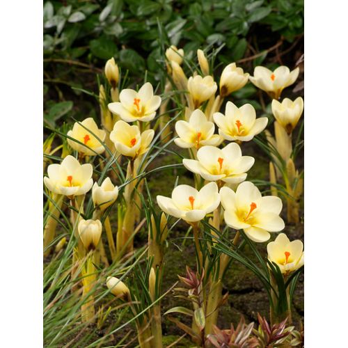 Crocus cream beauty 15 stuks - afbeelding 2