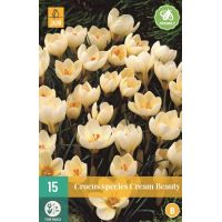 Crocus cream beauty 15 stuks - afbeelding 2