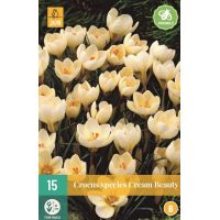 Crocus cream beauty 15 stuks - afbeelding 1