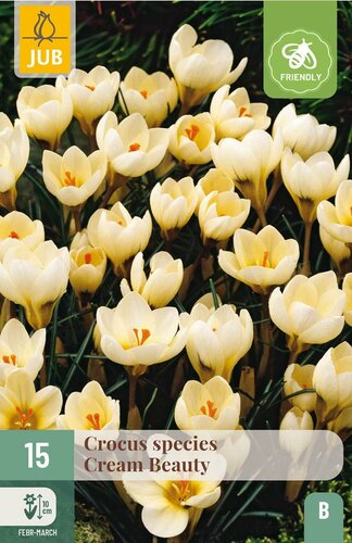 Crocus cream beauty 15 stuks - afbeelding 3
