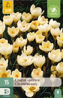Crocus cream beauty 15 stuks - afbeelding 3