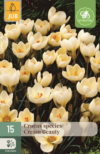 Crocus cream beauty 15 stuks - afbeelding 1