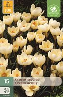 Crocus cream beauty 15 stuks
