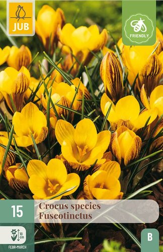 Crocus fuscotinctus 15 bollen - afbeelding 3
