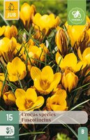 Crocus fuscotinctus 15 bollen - afbeelding 3