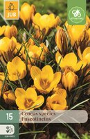 CROCUS FUSCOTINCTUS