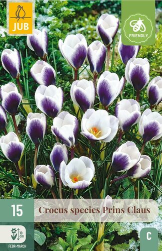 Crocus prins Claus 15 bollen - afbeelding 3