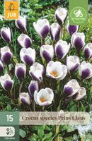 CROCUS PRINS CLAUS