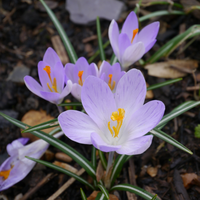 Crocus Rosalind 15 bollen - afbeelding 2