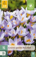 Crocus Rosalind 15 bollen