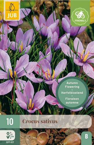 Crocus sativus 10 bollen - afbeelding 1