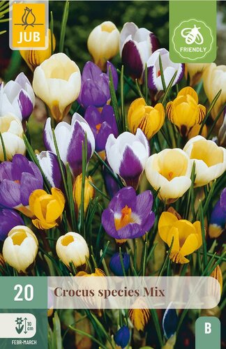 Crocus species mix 20 bollen - afbeelding 2